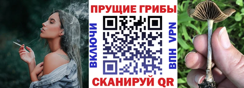 OMG   Камешково  Галлюциногенные грибы Psilocybine cubensis 